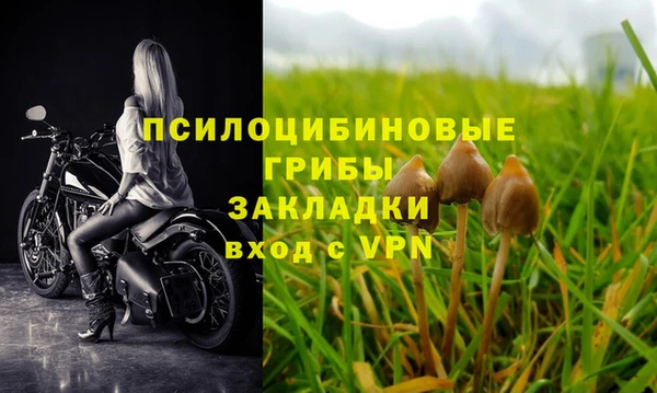 PSILOCYBIN Белокуриха